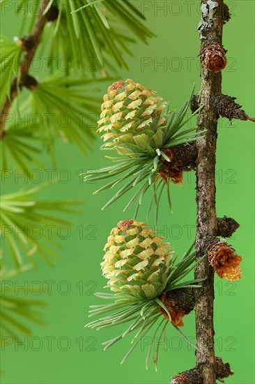 Female flowers of european larch