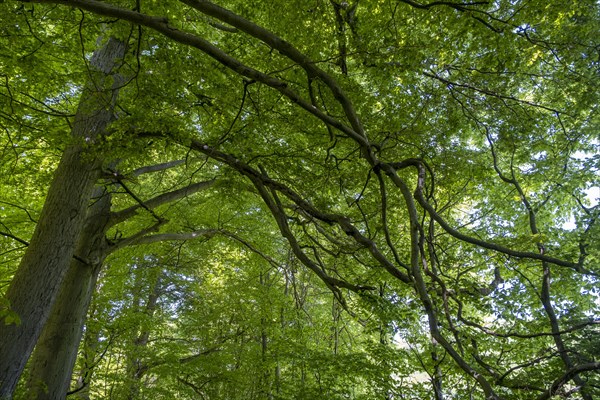 Beech forest