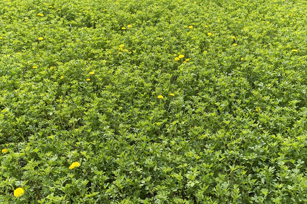 Seeded alfalfa