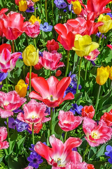 Tulips