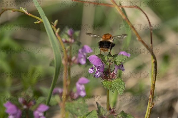 Common carder-bee