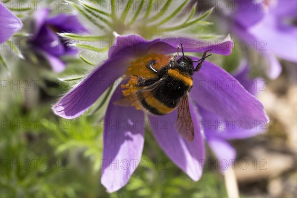 Large earth bumblebee