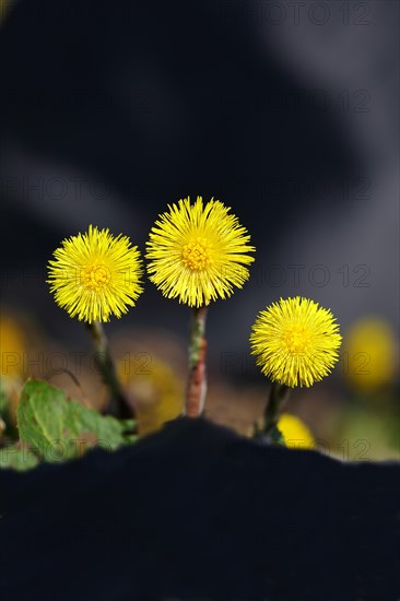 Coltsfoot
