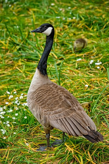 Canada goose and goslings on grass