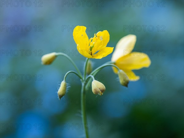 Greater celandine