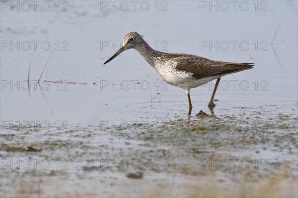 Common greenshank