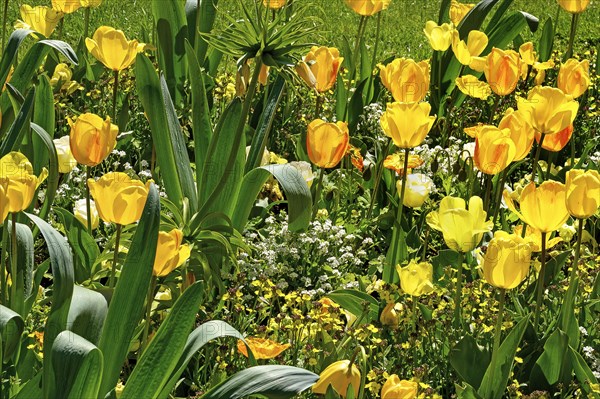 Yellow tulips