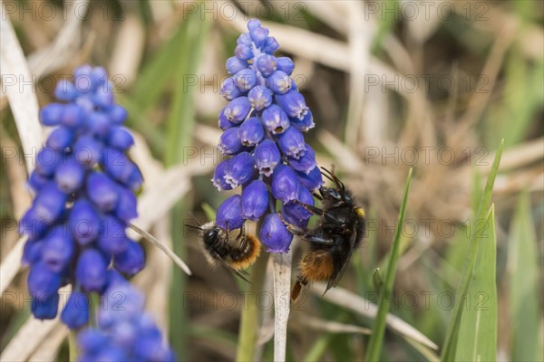 Hornfaced bee