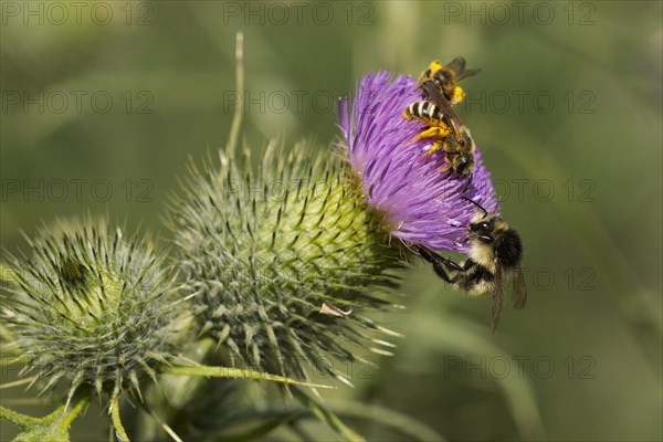 Brown-banded carder bee