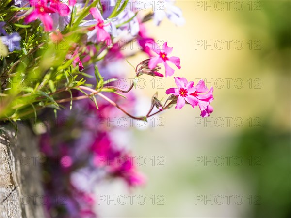 Flowering creeping phlox