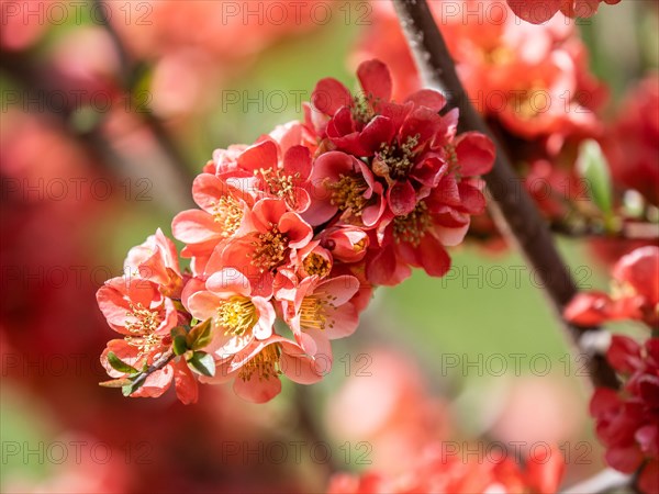 Japanese quince