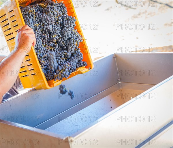 Vintner dumps A crate of freshly picked red grapes into processing machine