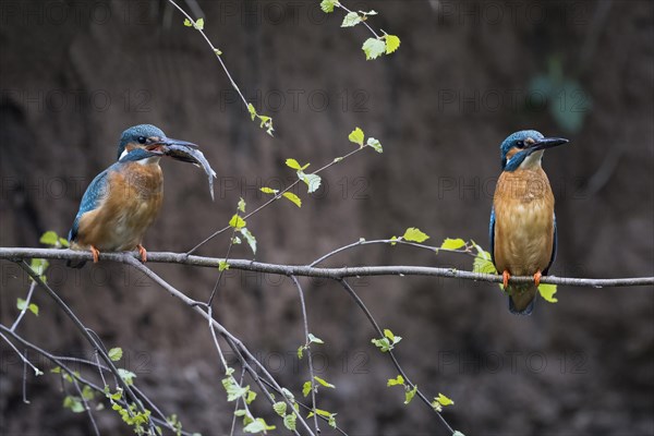 Common kingfishers