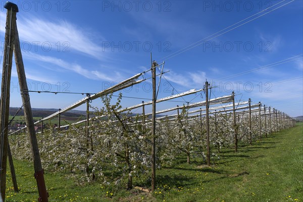 Blossoming wild cherry