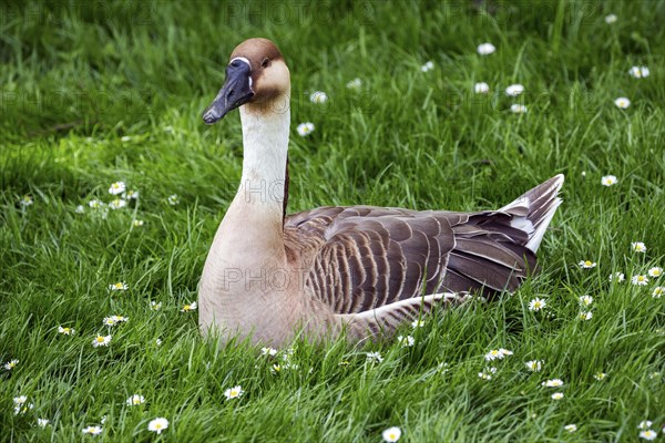 Swan goose