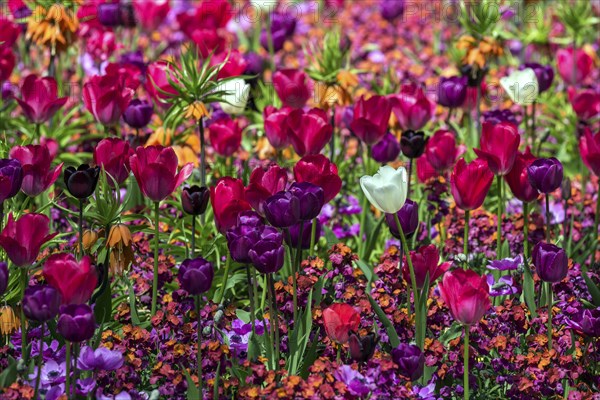 Field with flowering tulips