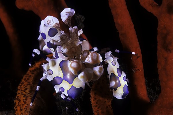 Eastern harlequin shrimp