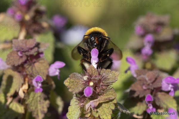 Garden bumblebee