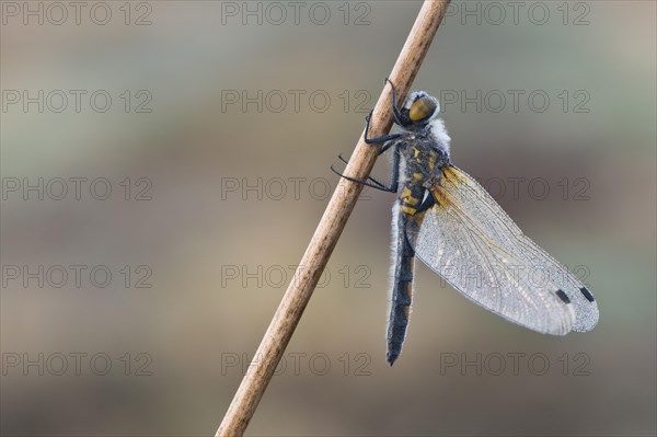 Four-spotted chaser