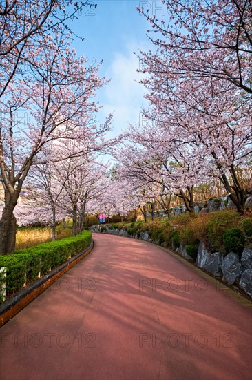 Blooming sakura cherry blossom alley in park in spring