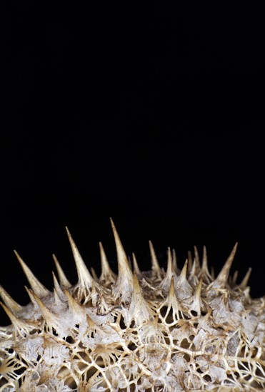 Dried cover of a jimson weed