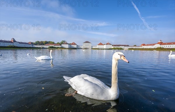 Swans swimming in front of Nymphenburg Palace