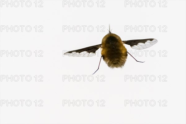 Spotted woolly hawk moth