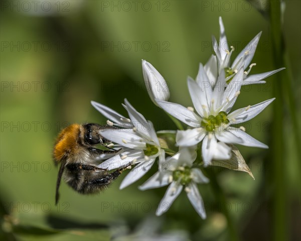 Tree bumblebee