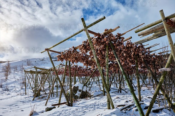 Drying flakes with stockfish cod fish heads in winter A fishing village