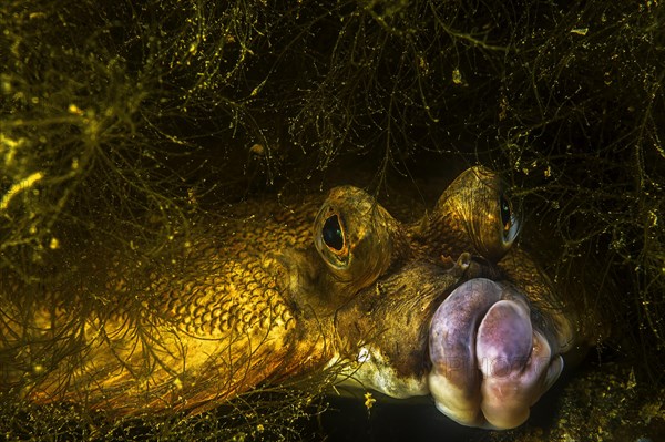 European plaice