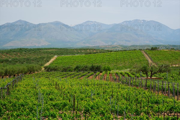 Wineyard with grape rows. Crete island