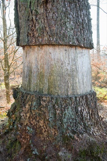 Ringing in the Eifel National Park