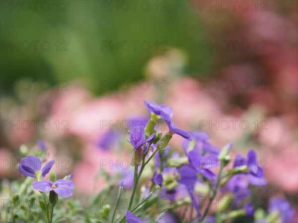 Flowering creeping phlox