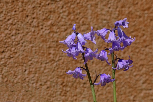 Common bluebell