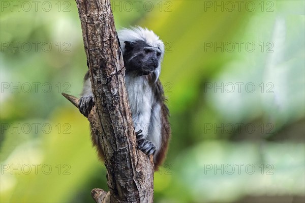 Cotton-top tamarin