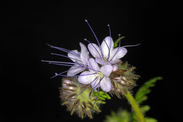 Lacy phacelia