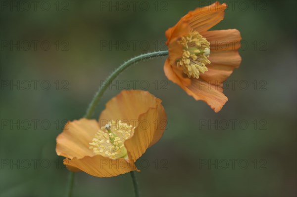 Welsh poppy