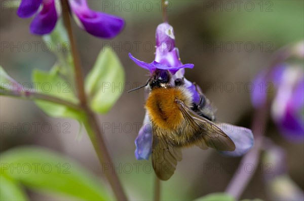 Common carder-bee