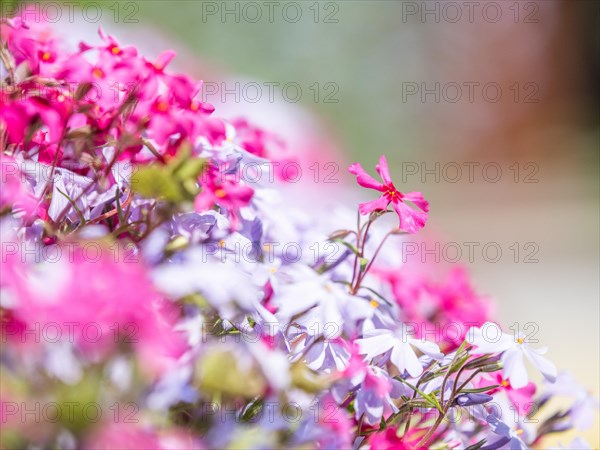 Flowering creeping phlox