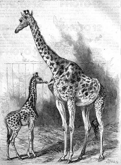 Kordofan giraffe