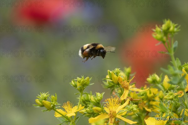 Large earth bumblebee