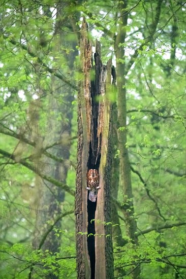 Tawny owl