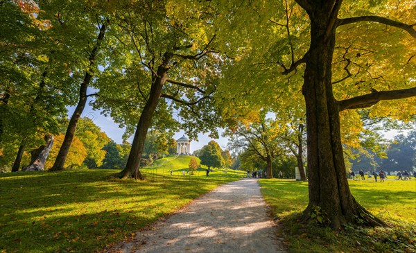 Autumn trees with yellow foliage