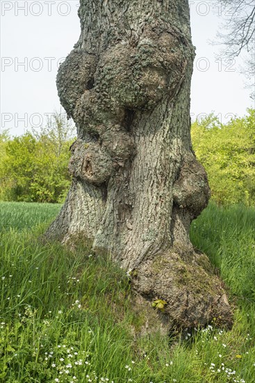 Old gnarled elm tree in Charlottenlund avenue