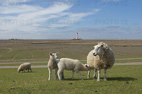 Ewe and lambs on dyke in front of Westerhever lighthouse