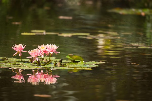 Beautiful pink lotus flowers lily pond