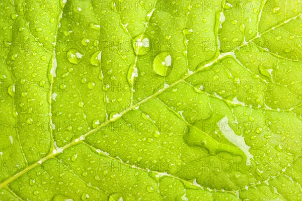 Green leaf with water droplets macro