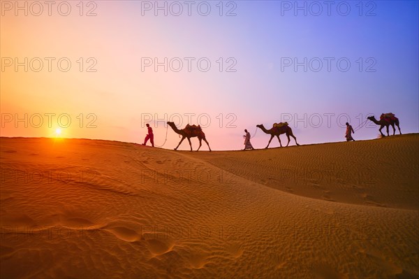 Indian cameleers