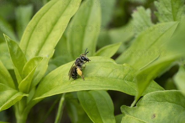 Sweat bee