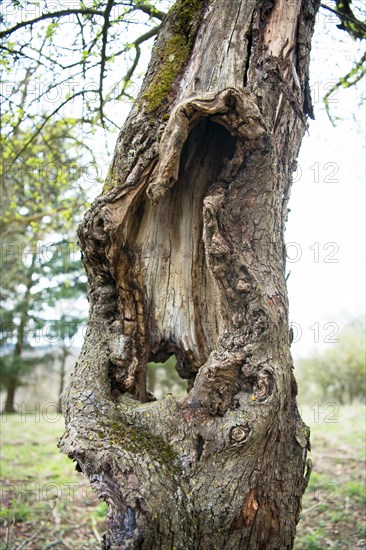 Orchard meadow as nature conservation area